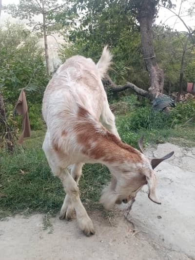 goat for sale murree