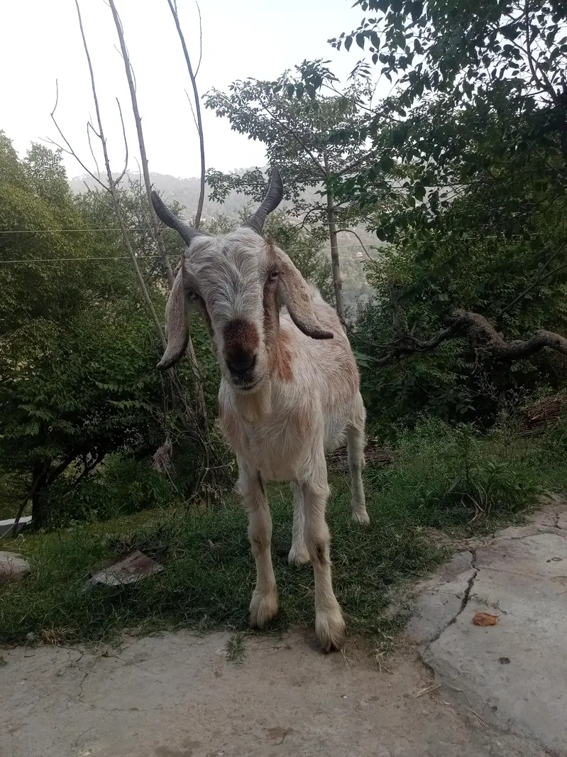 goat for sale murree — photo 2
