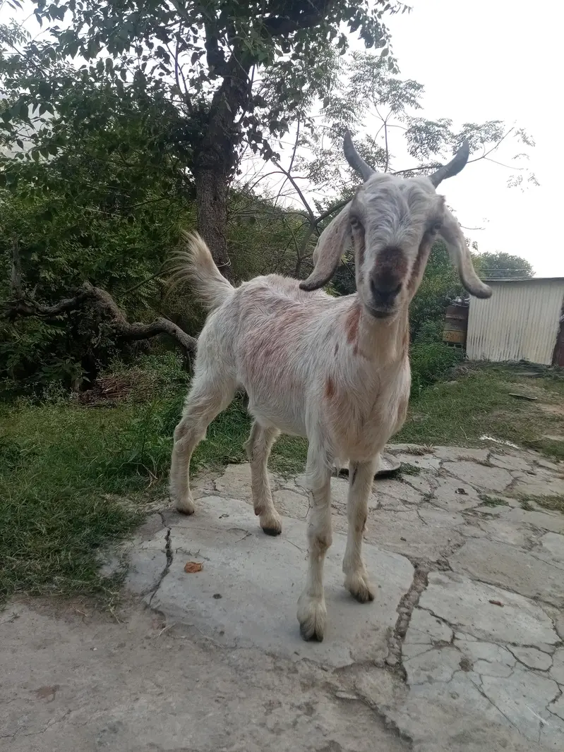 goat for sale murree — photo 3
