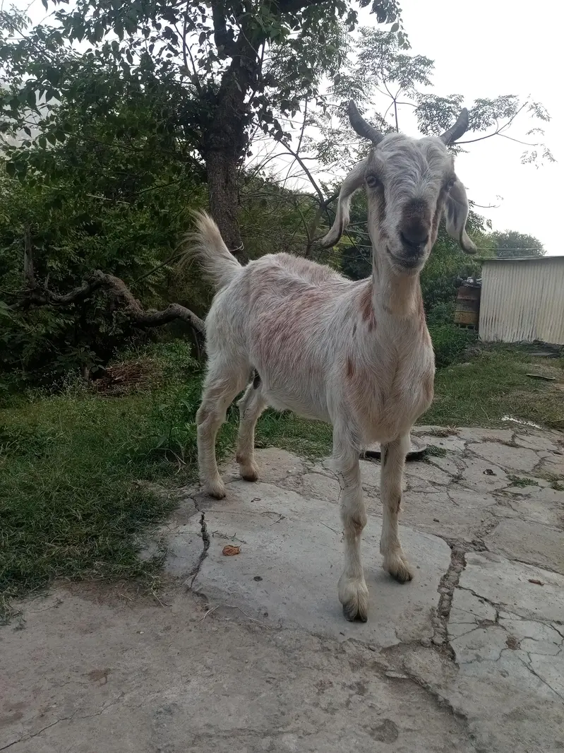 goat for sale murree — photo 4
