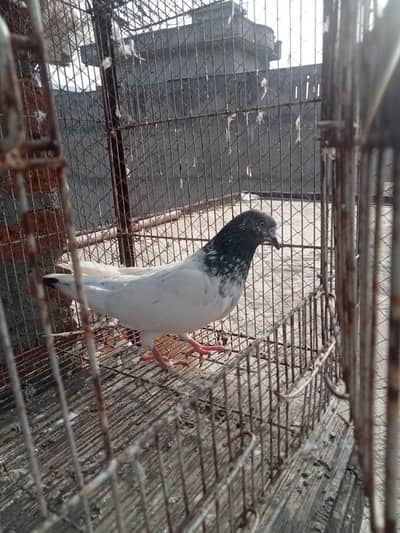 Pigeons for sale