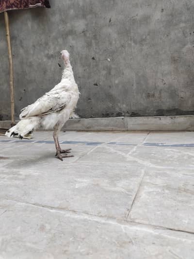 Pied Turkey female