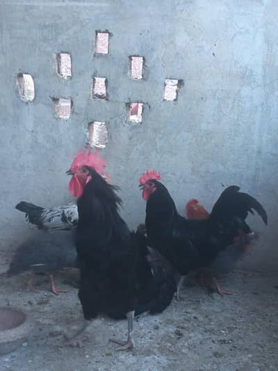 Austrolop Male available for sale