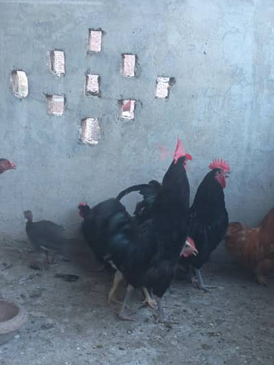 Austrolop Male available for sale