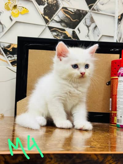 healthy and active 2 pair kittens
