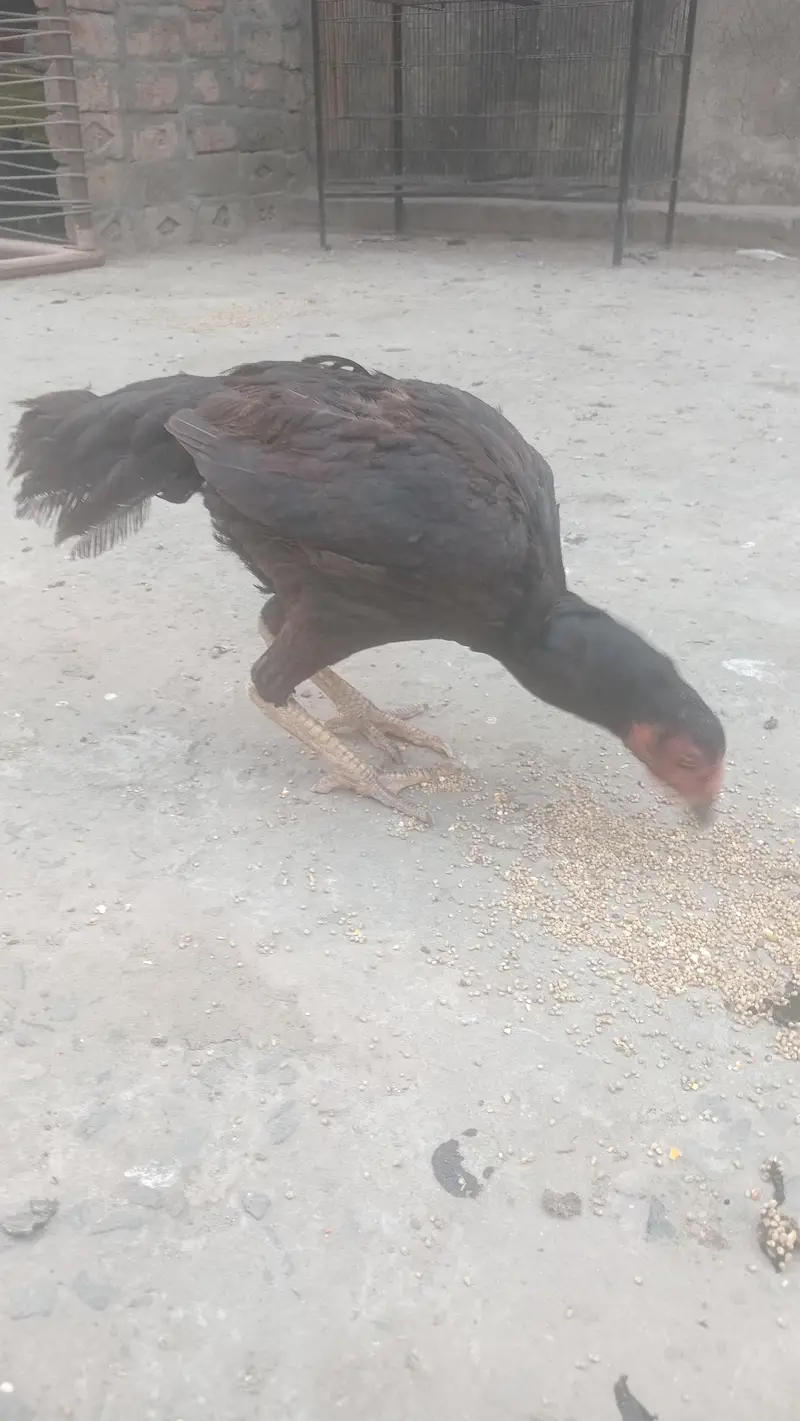2 Aseel Murgiya egg laying — photo 3