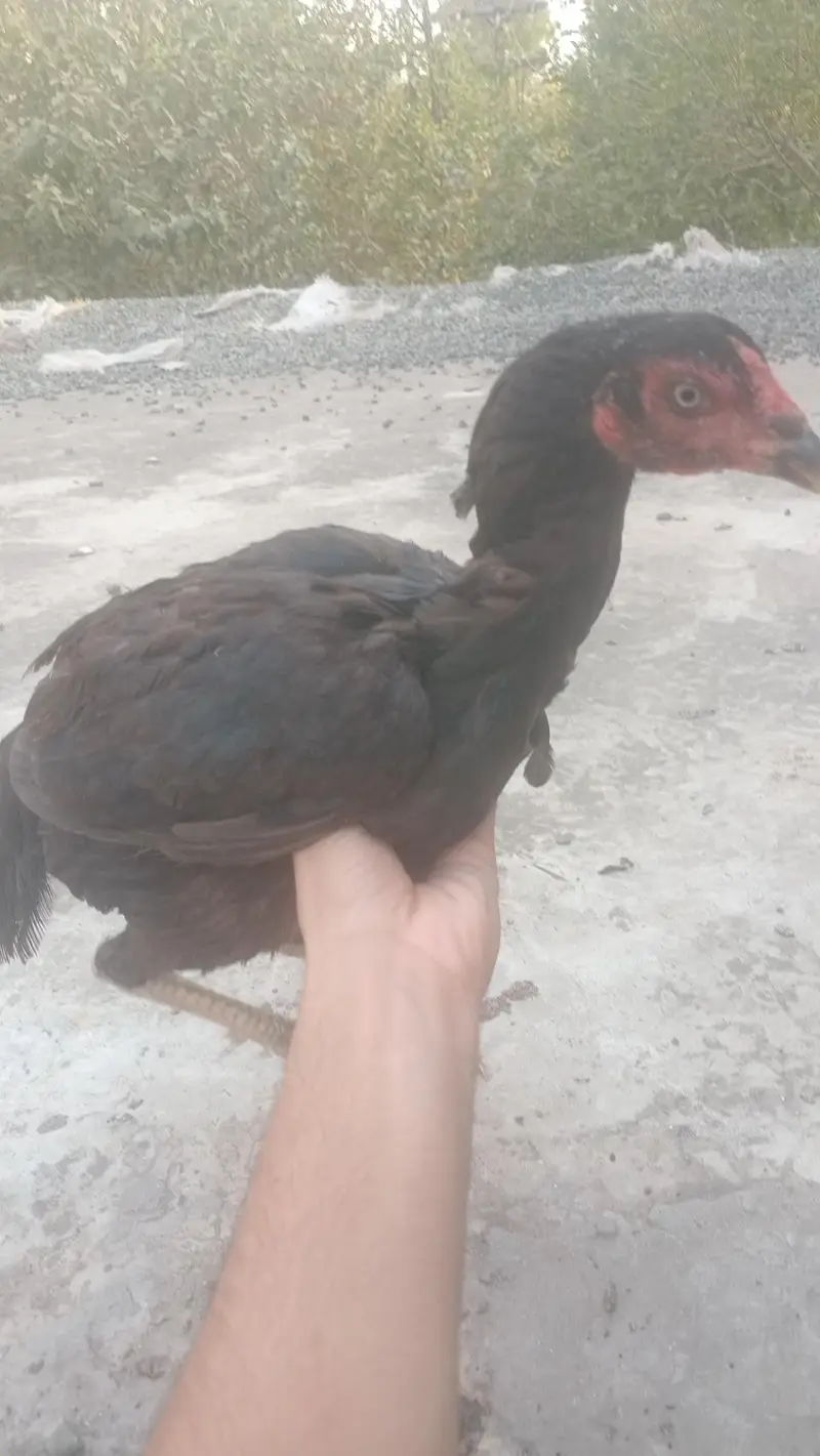 2 Aseel Murgiya egg laying — photo 4