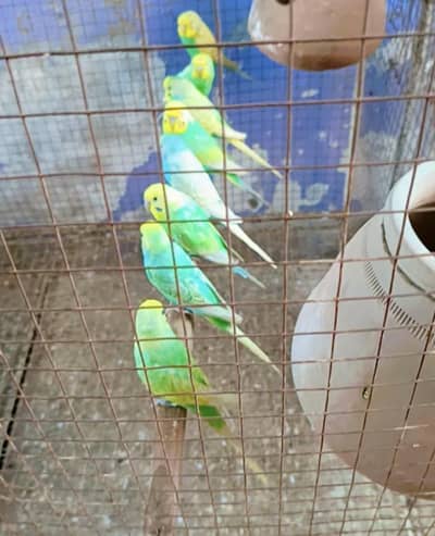 Rainbow adult pairs available