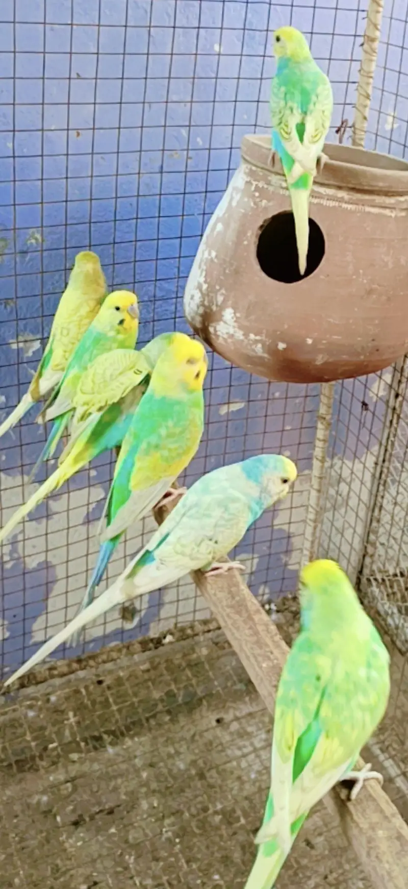 Rainbow adult pairs available — photo 2