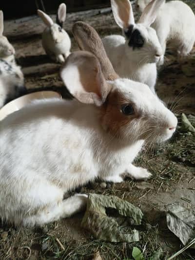 female rabbits for sale fsd