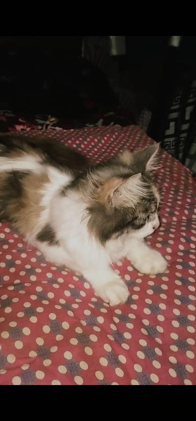 Adorable & Friendly Turkish Cat for Loving Home