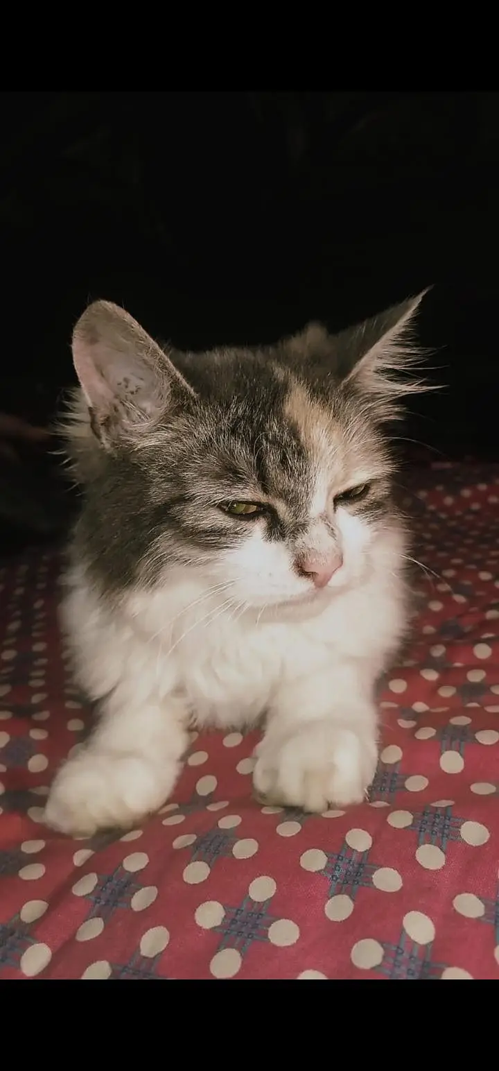 Adorable & Friendly Turkish Cat for Loving Home — photo 2