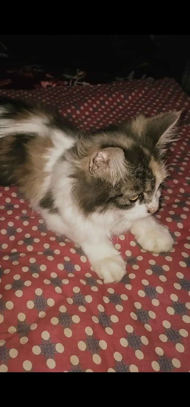 Adorable & Friendly Turkish Cat for Loving Home — photo 3