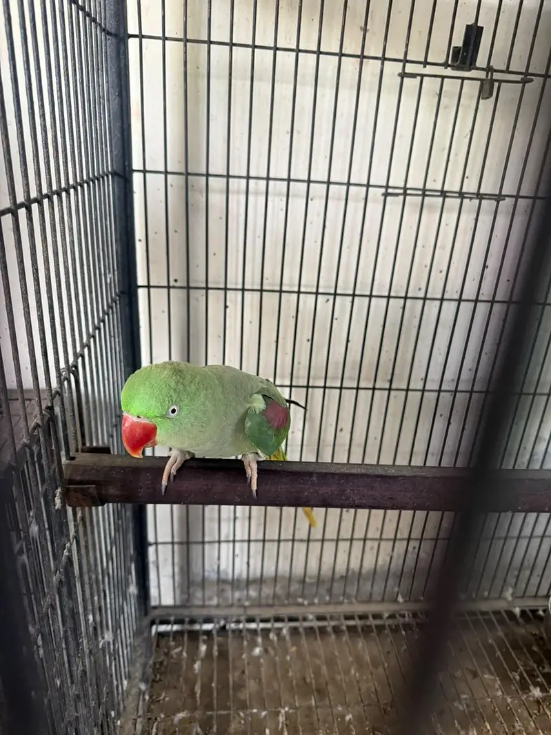 raw breeder pair full jumbo size for sale 4/4 average — photo 4