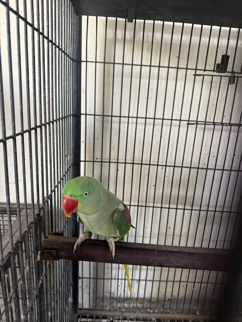 raw breeder pair full jumbo size for sale 4/4 average — photo 5