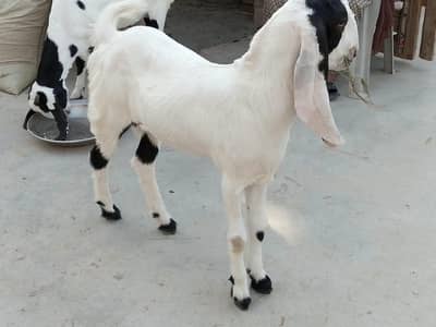 PURE Gulabi Bakri aur uski 2 Female bakriyan Nasli Chezz ,