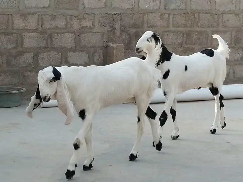 PURE Gulabi Bakri aur uski 2 Female bakriyan Nasli Chezz , — photo 2