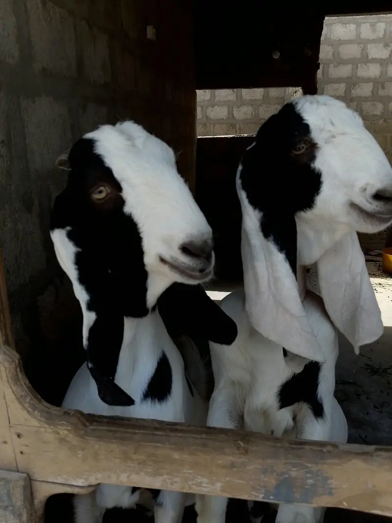 PURE Gulabi Bakri aur uski 2 Female bakriyan Nasli Chezz , — photo 3