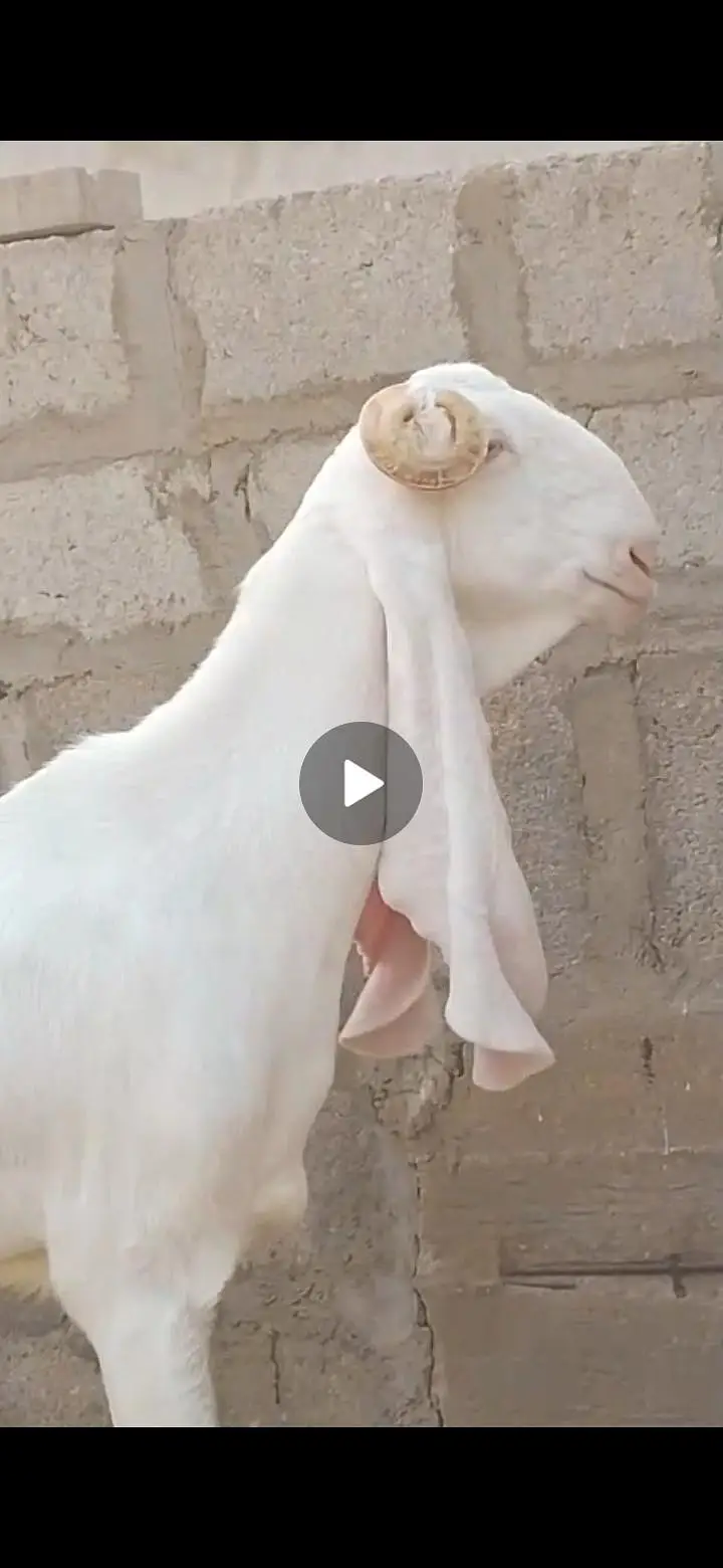 PURE Gulabi Bakri aur uski 2 Female bakriyan Nasli Chezz , — photo 4