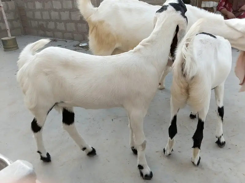 PURE Gulabi Bakri aur uski 2 Female bakriyan Nasli Chezz , — photo 5