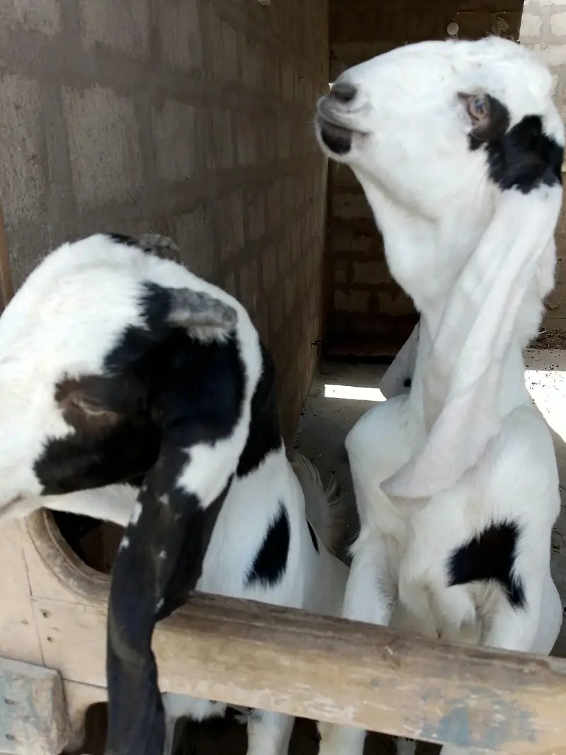 PURE Gulabi Bakri aur uski 2 Female bakriyan Nasli Chezz , — photo 6
