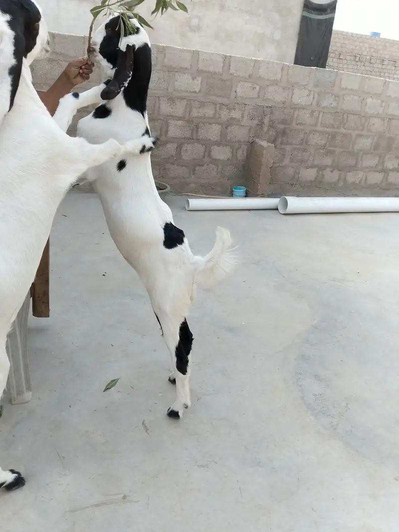 PURE Gulabi Bakri aur uski 2 Female bakriyan Nasli Chezz , — photo 7