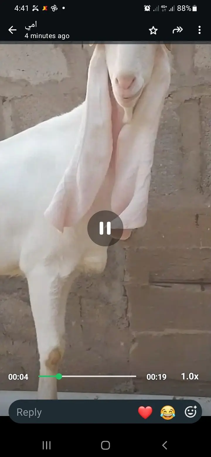 PURE Gulabi Bakri aur uski 2 Female bakriyan Nasli Chezz , — photo 9
