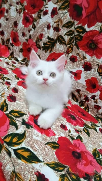 Tripal cort female kitten white blue eyes wash room trand