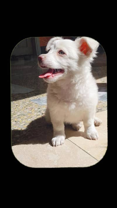 پومیرینین سپٹز (Pomeranian Spitz