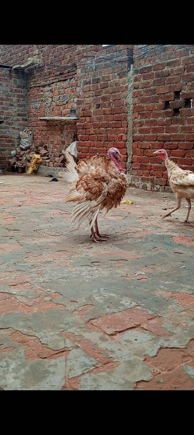 Turkey Bird next month eggs Start less ho jayegi