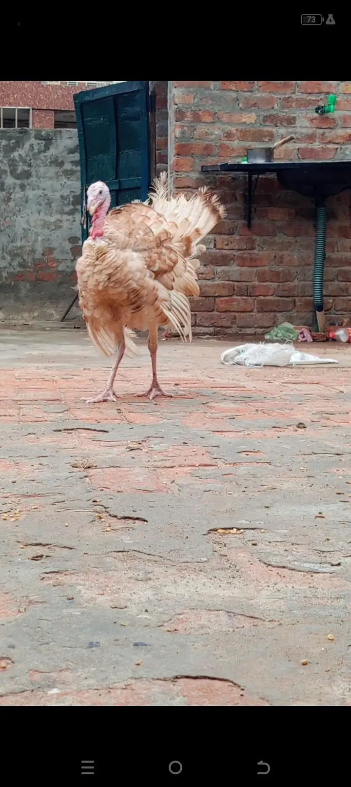 Turkey Bird next month eggs Start less ho jayegi — photo 2