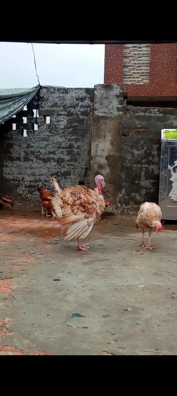 Turkey Bird next month eggs Start less ho jayegi — photo 3
