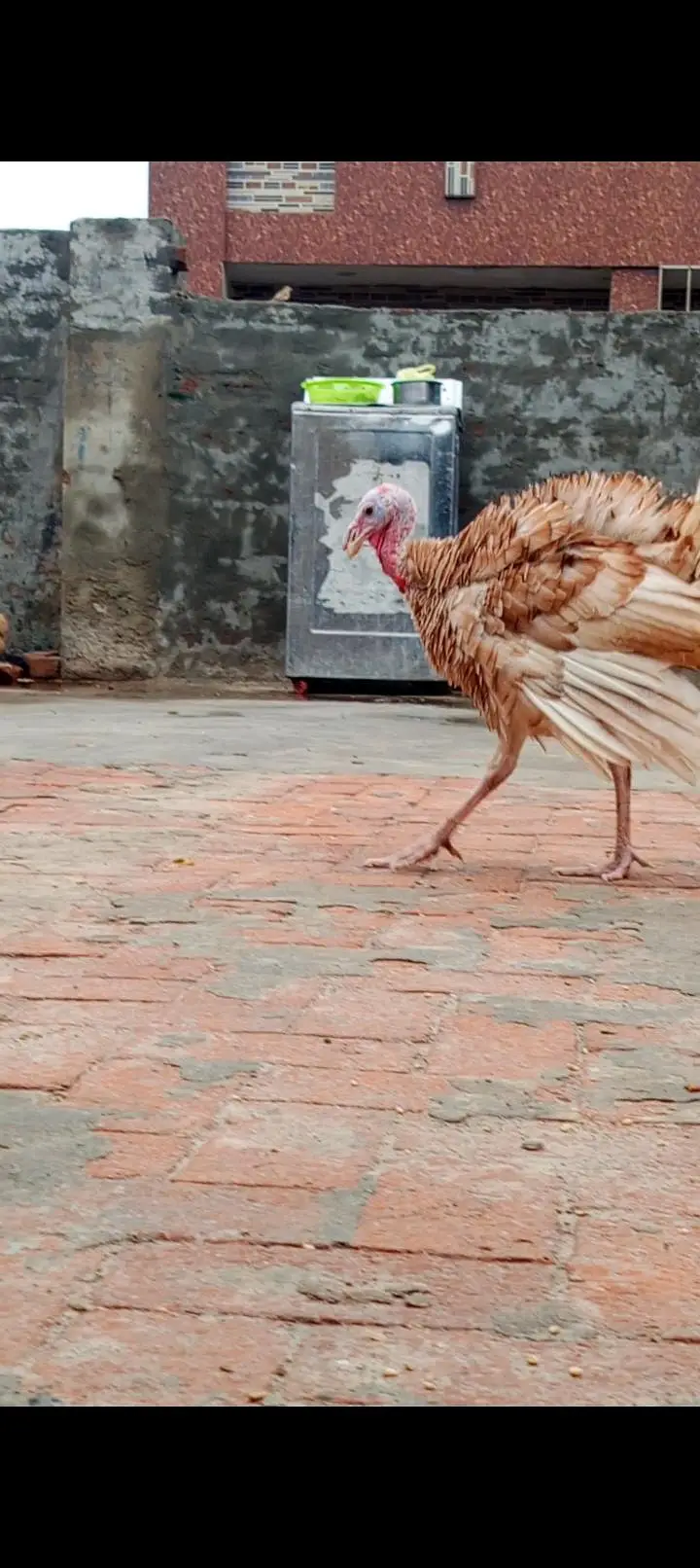 Turkey Bird next month eggs Start less ho jayegi — photo 4