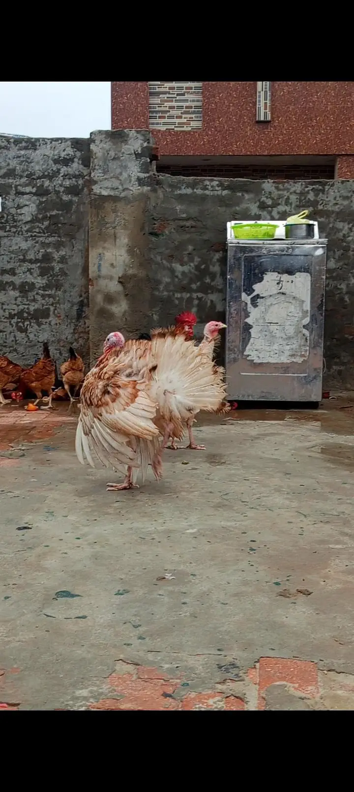 Turkey Bird next month eggs Start less ho jayegi — photo 5