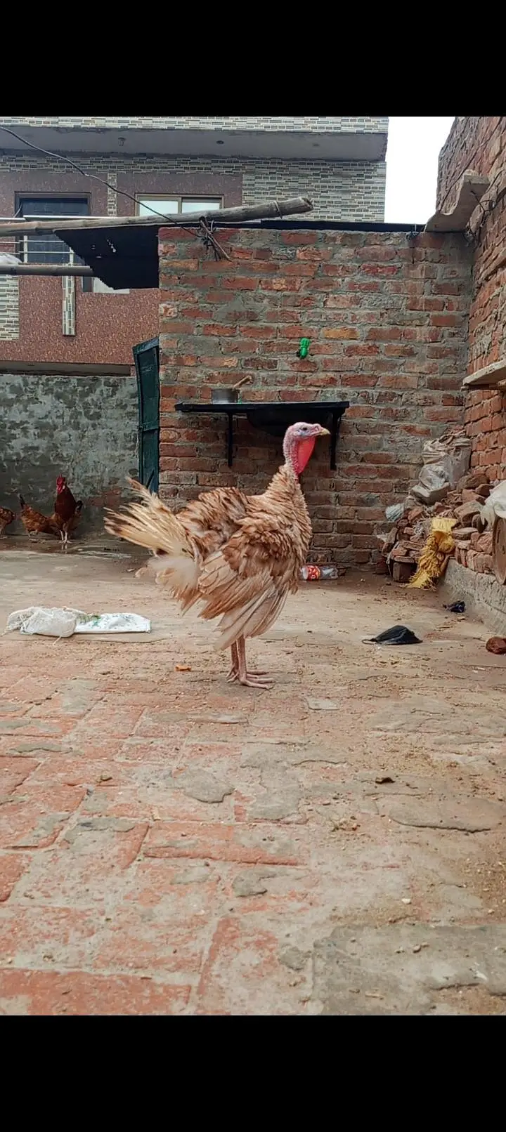 Turkey Bird next month eggs Start less ho jayegi — photo 6