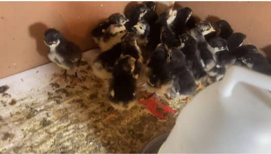 Austrolop chicks age 7 days to 25 days