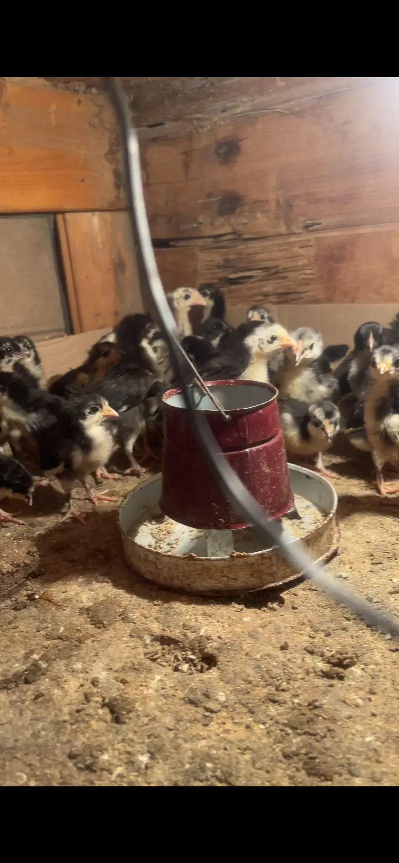 Austrolop chicks age 7 days to 25 days — photo 3