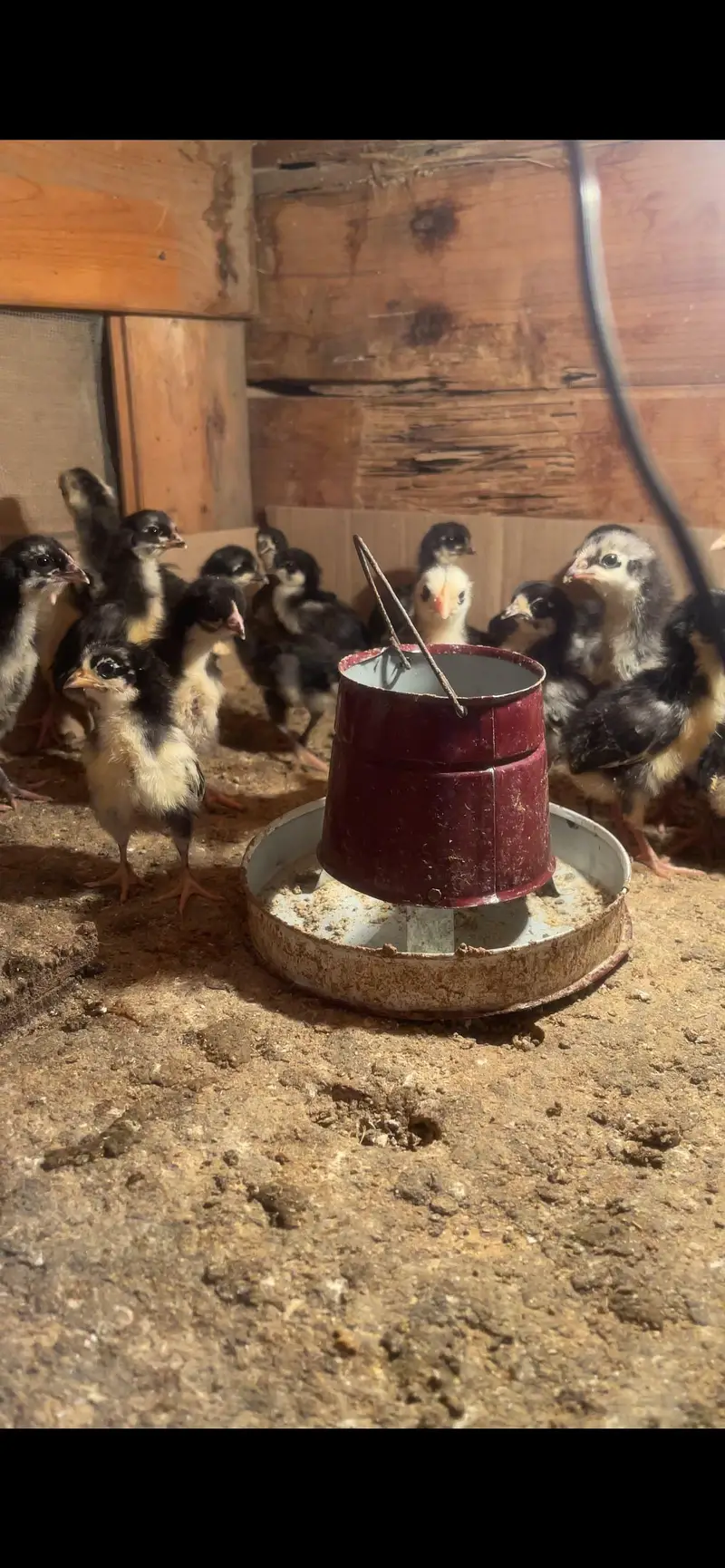 Austrolop chicks age 7 days to 25 days — photo 4