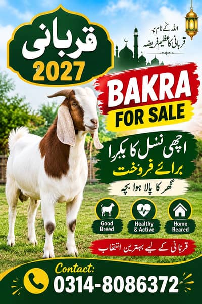 makhi chena Bakra