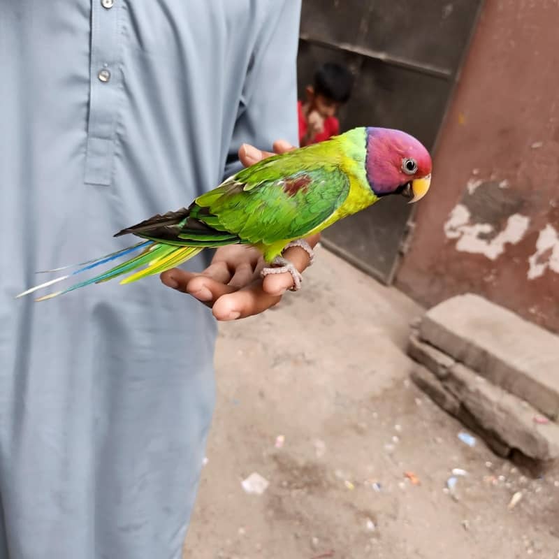 parrot 0
