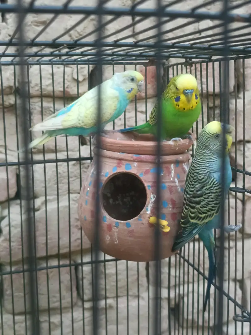 bredr pair — photo 2