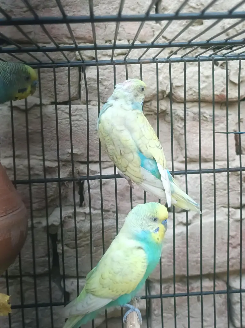 bredr pair — photo 4