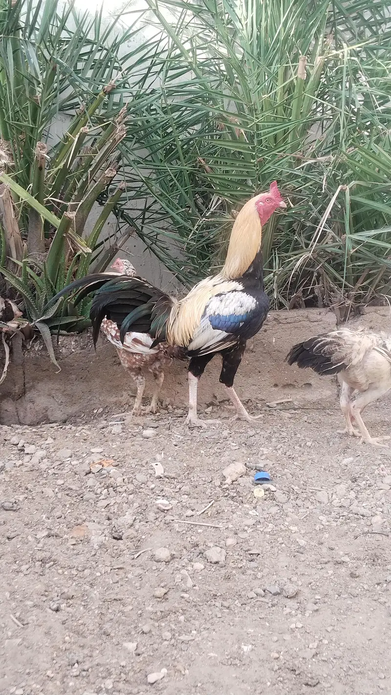 Aseel Murga — photo 2