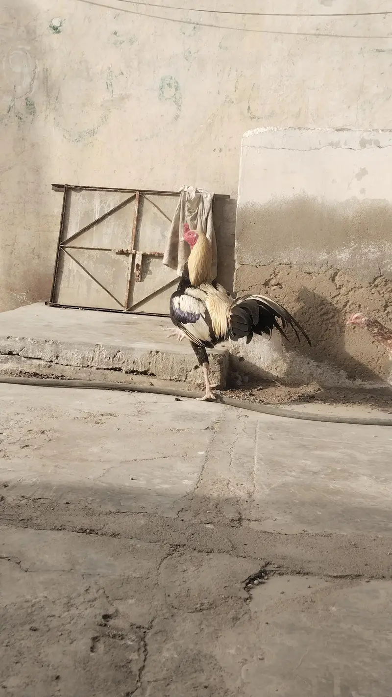 Aseel Murga — photo 5