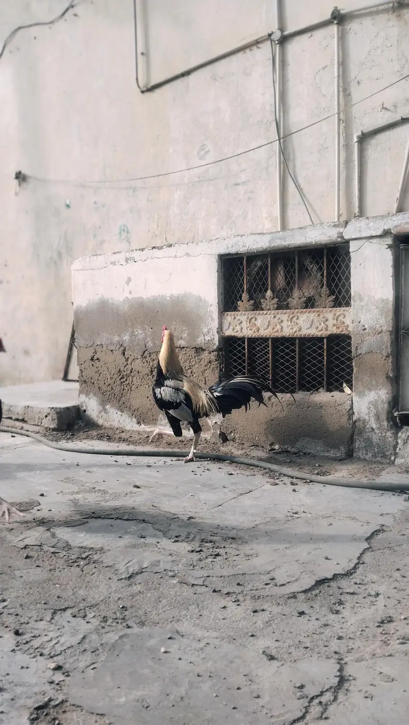 Aseel Murga — photo 6