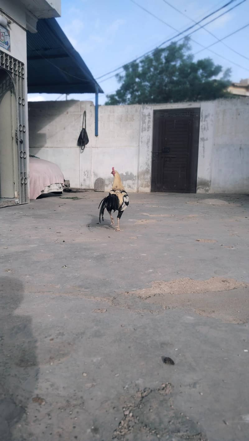 Aseel Murga 6
