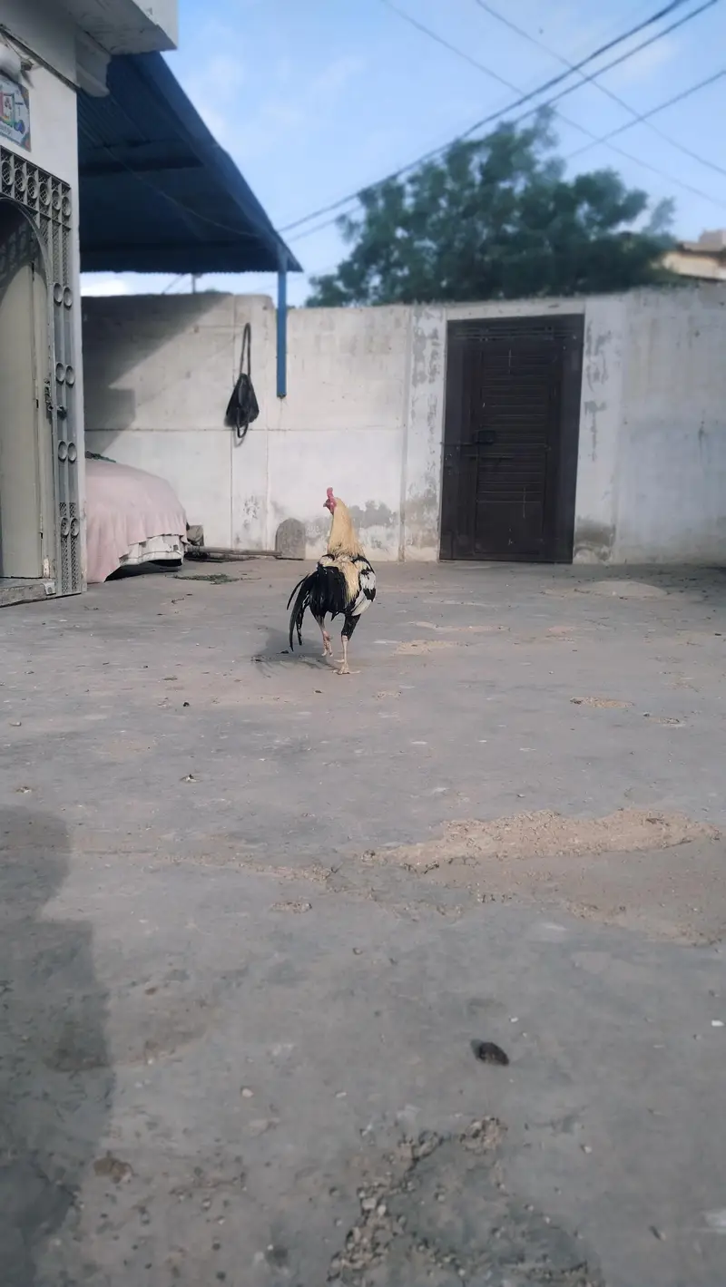Aseel Murga — photo 7