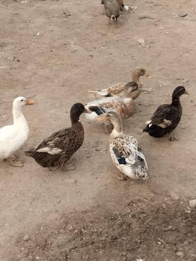 Healthy Duck Pair For Sale - 1 Year Old