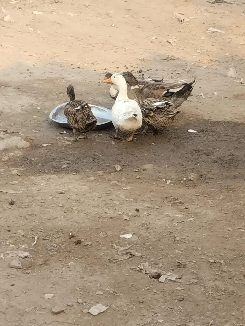 Healthy Duck Pair For Sale - 1 Year Old — photo 2