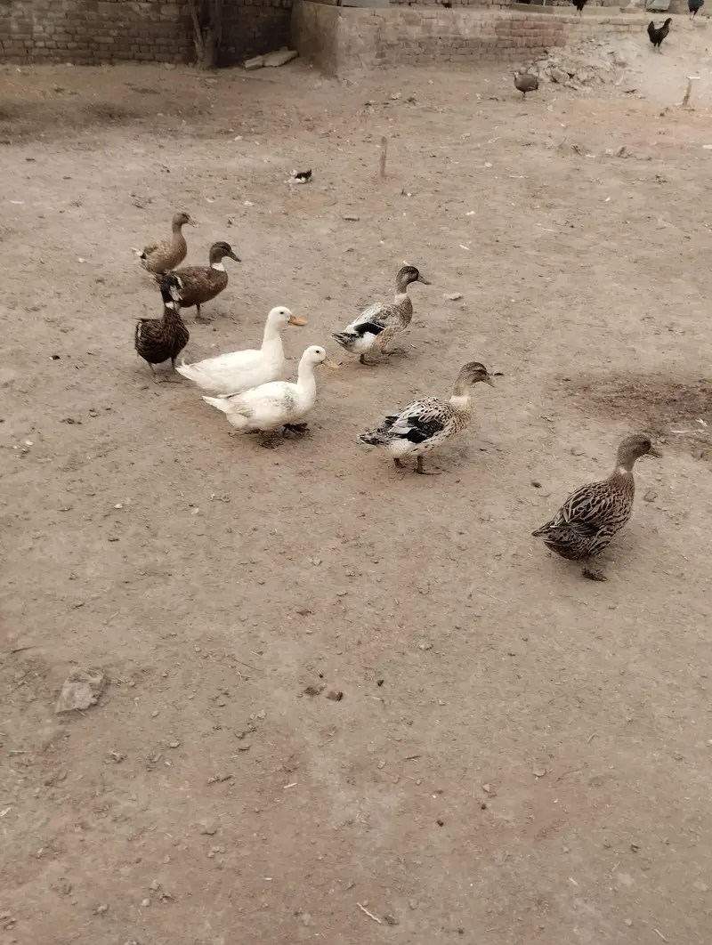 Healthy Duck Pair For Sale - 1 Year Old — photo 3